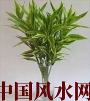 湖北十二生肖养什么植物最旺财运？你知道吗！